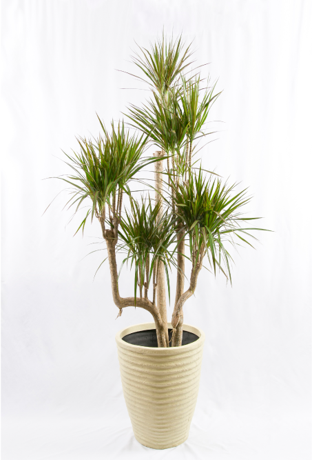 decorative plant 3