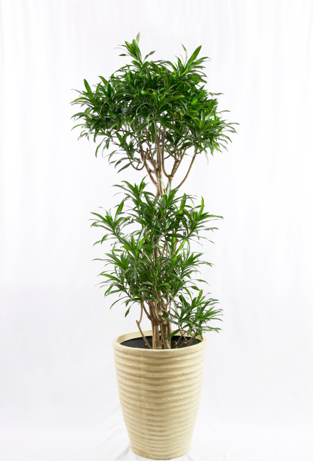 decorative plant 5