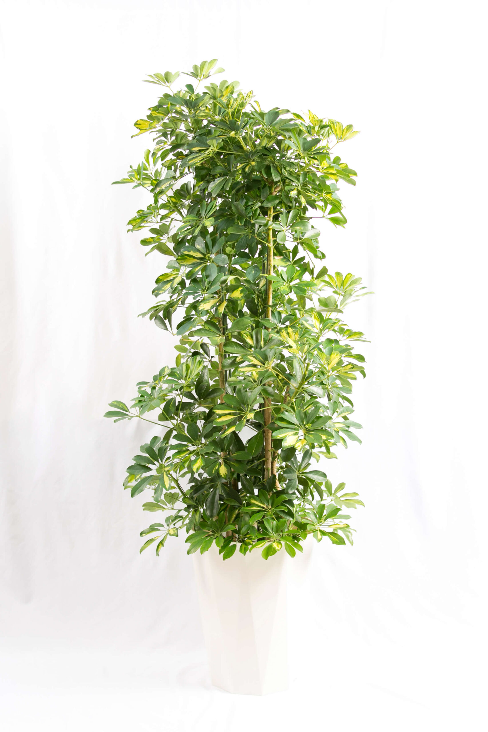decorative plant 4