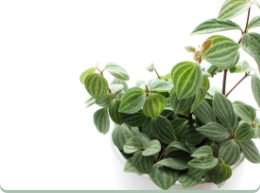 bg houseplant rental