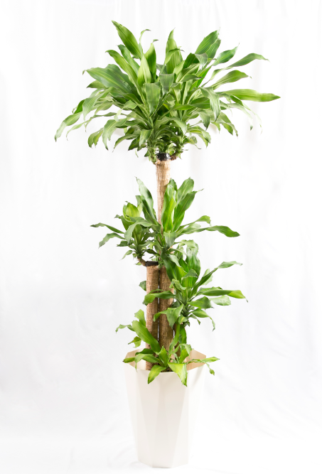 decorative plant 1