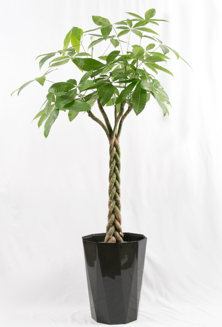 decorative plant 2