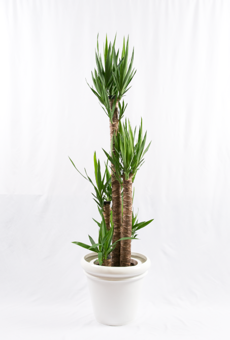 decorative plant 4