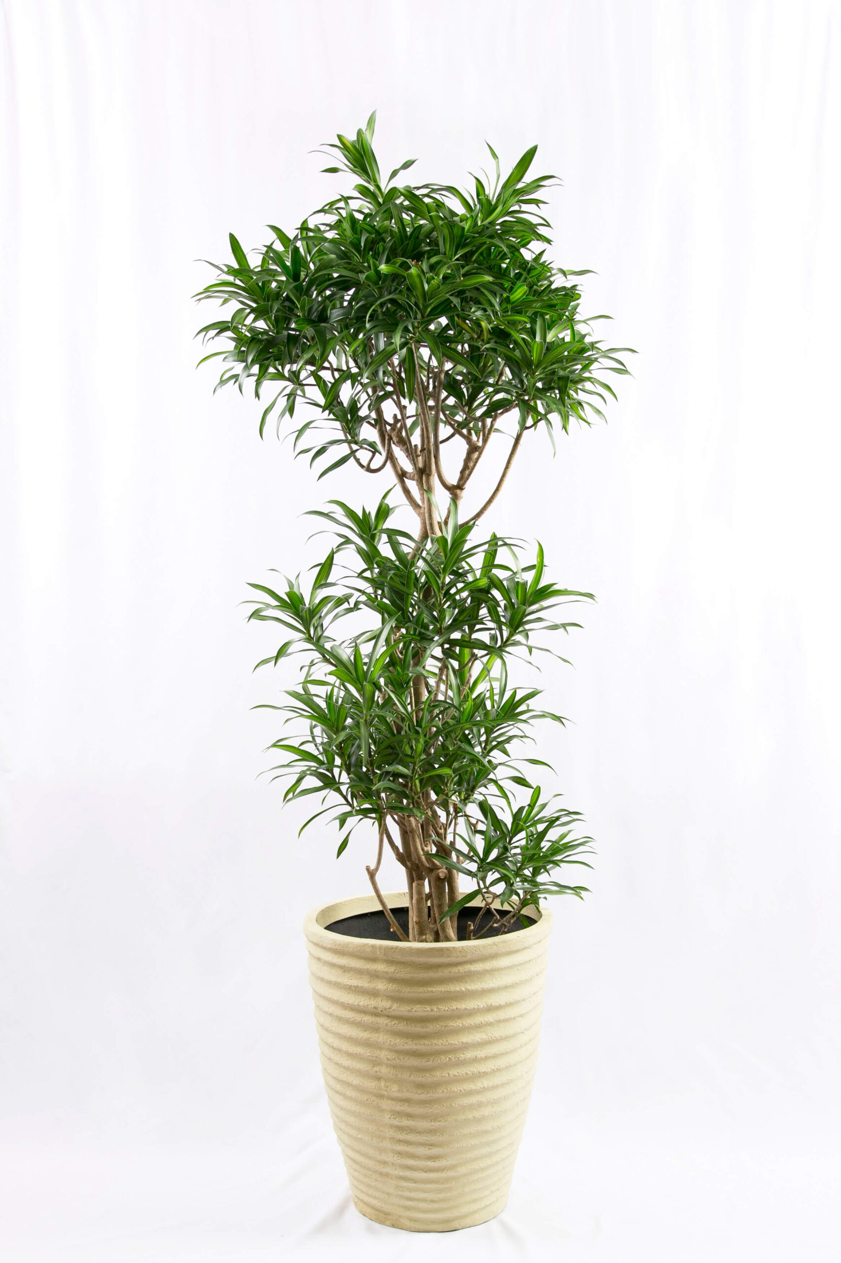 decorative plant 4