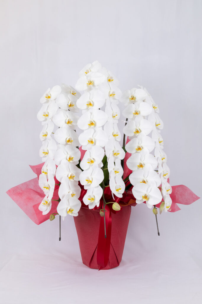 胡蝶蘭・観葉植物ギフトご予約受付中